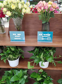 科技保障農產(chǎn)品安全與營(yíng)養 中國農科院第三屆農科開(kāi)放日在京啟動(dòng)