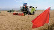 &ldquo;塞外糧倉&rdquo;內蒙古河套地區小麥開(kāi)鐮迎豐收
