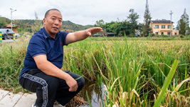 大旱之下，力爭水稻穩產(chǎn)&mdash;&mdash;重慶梁平區保秋收見(jiàn)聞