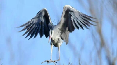 10年，18萬(wàn)公里路，50萬(wàn)張照片 &ldquo;追鳥(niǎo)人&rdquo;用鏡頭定格人鳥(niǎo)和諧