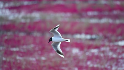 生態(tài)好不好，看鳥(niǎo)就知道&mdash;&mdash;遼河口濕地保護見(jiàn)聞