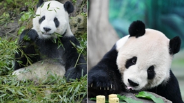 大熊貓&ldquo;團團&rdquo;，感謝你帶給兩岸同胞的美好回憶！