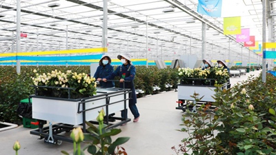 甘肅臨夏：振興鄉村&ldquo;花為媒&rdquo;