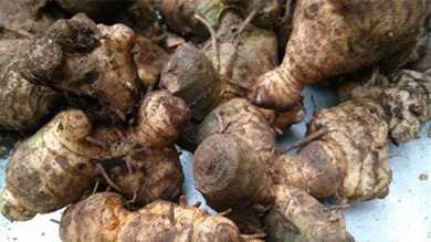 黃精專(zhuān)委會(huì )