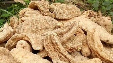 天麻專(zhuān)委會(huì )