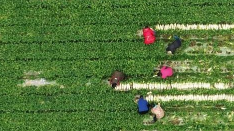 鄉村振興&ldquo;十二盼&rdquo;！來(lái)自8省24村的蹲點(diǎn)報告