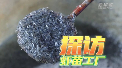 這個(gè)工廠(chǎng)，每天銷(xiāo)售蝦苗約2000萬(wàn)尾