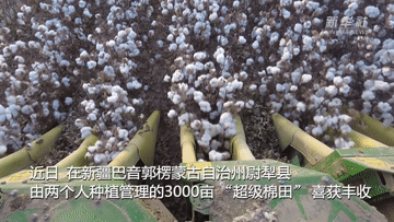新疆&ldquo;超級棉田&rdquo;再獲豐收