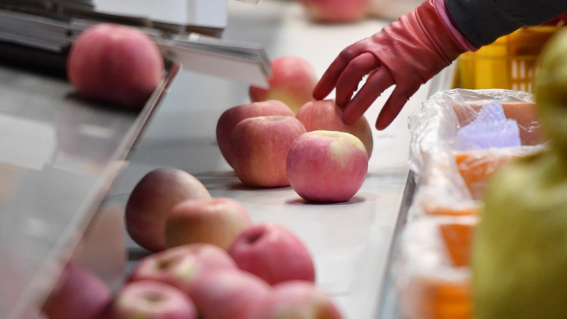 延安蘋(píng)果產(chǎn)業(yè)發(fā)展觀(guān)察：小蘋(píng)果，讓老鄉們生活越來(lái)越紅火