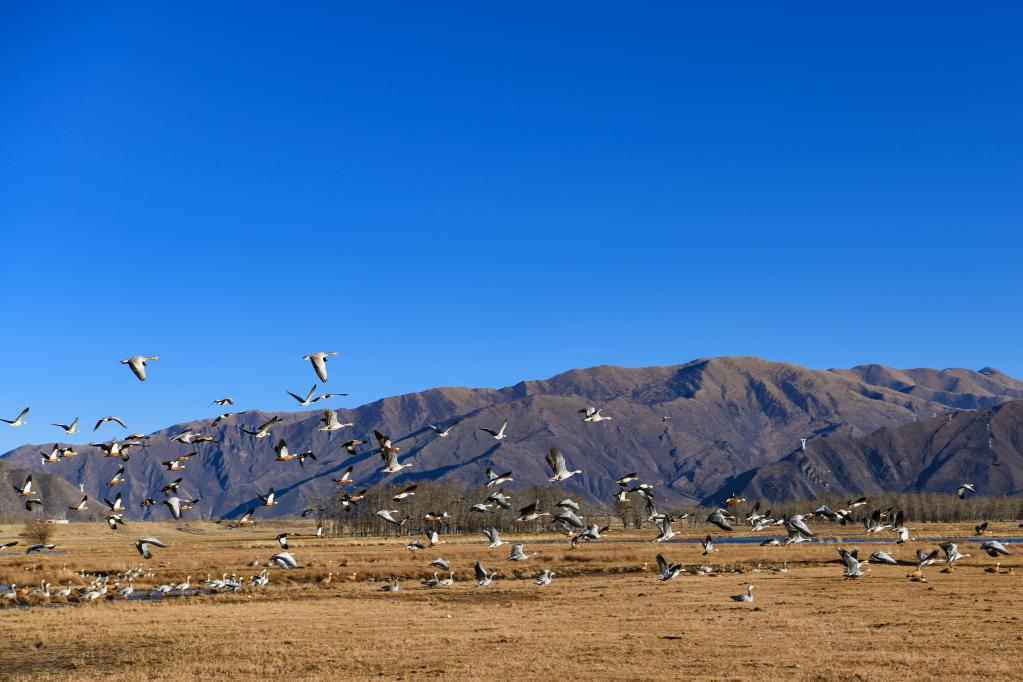 高原濕地的&ldquo;客人&rdquo;