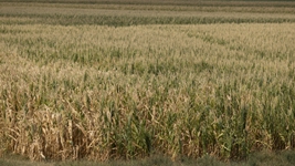 斯洛文尼亞遭受?chē)乐睾禐? /></a></p>
<p class=