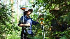 嶺南森林里的&ldquo;格?；?rdquo;