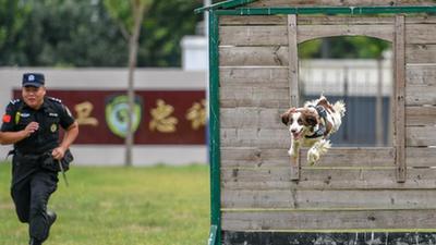 警犬&ldquo;汪汪隊&rdquo;：搬新家 訓練忙