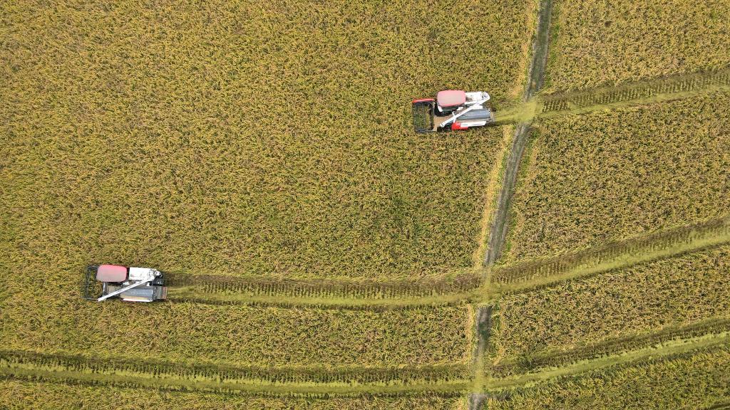 秋收正當時(shí)