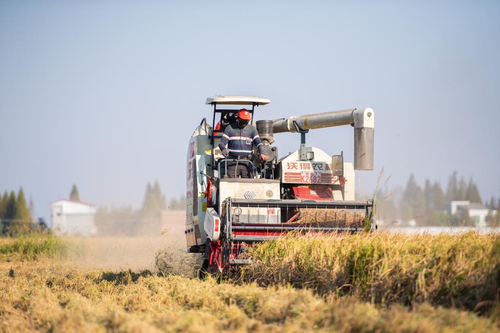 金秋時(shí)節收割忙