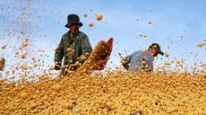 新華全媒+丨&ldquo;北大倉&rdquo;洋溢豐收色彩