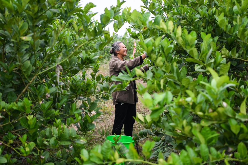 新華全媒+丨重慶大足：中藥材產(chǎn)業(yè)助推鄉村振興