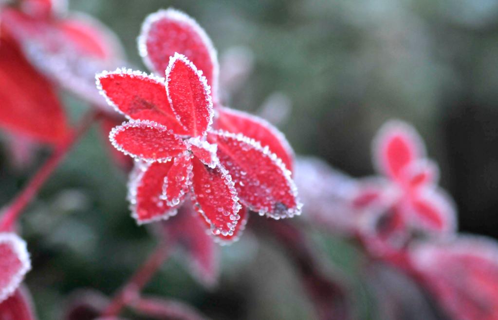 新華全媒+｜詩(shī)意中國&mdash;&mdash;山明水凈夜來(lái)霜，數樹(shù)深紅出淺黃