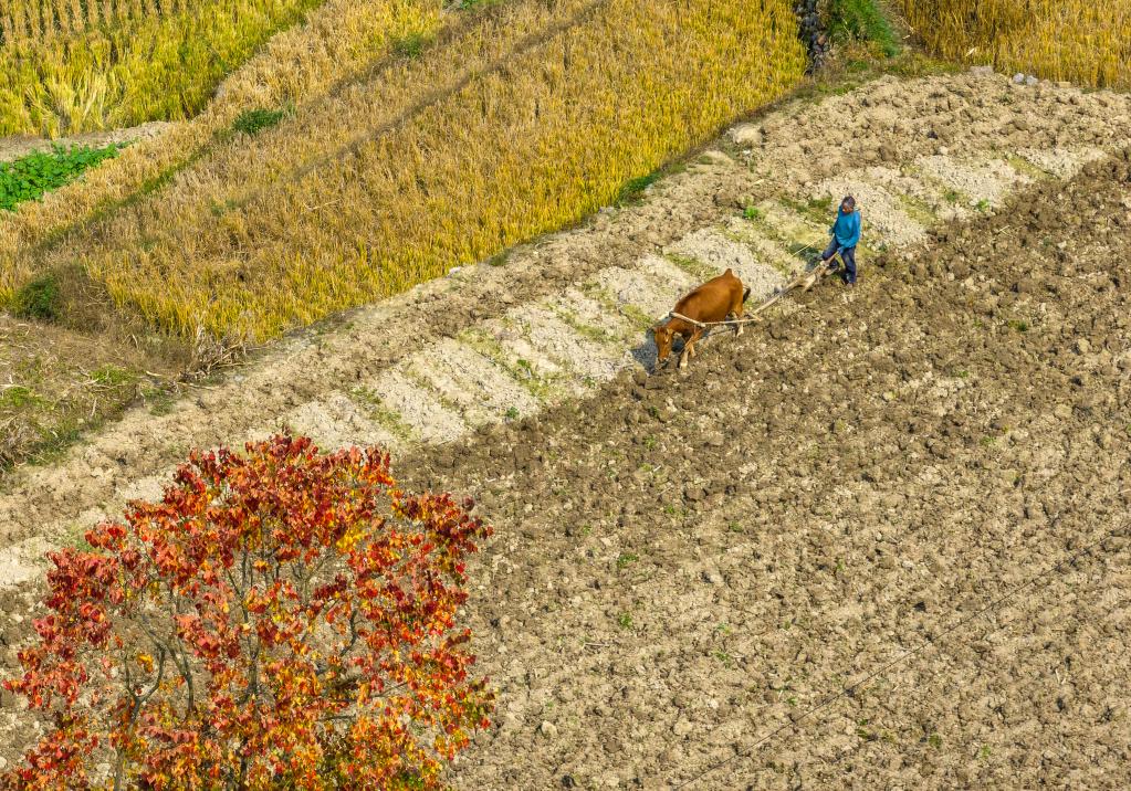 &ldquo;立冬&rdquo;近 農事忙
