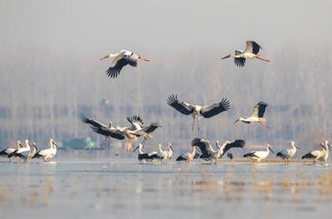 山東郯城：東方白鸛&ldquo;舞&rdquo;沂河