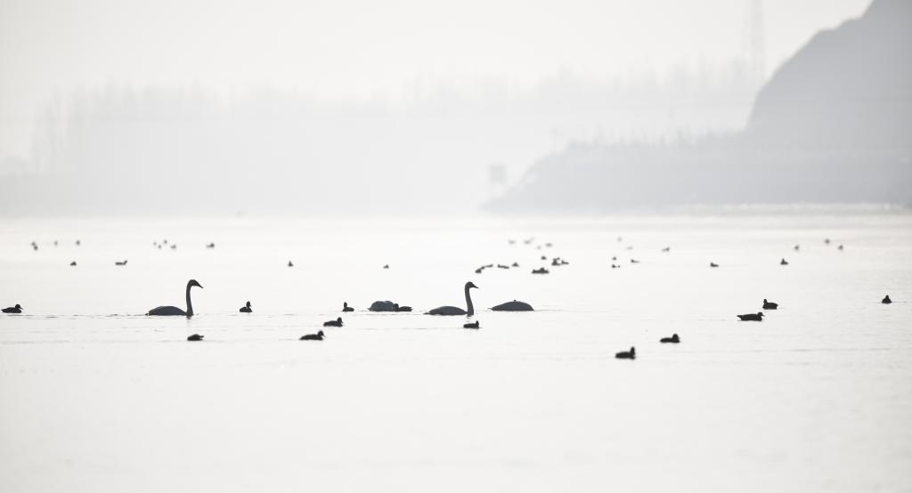 青?；∮瓉?lái)越冬大天鵝