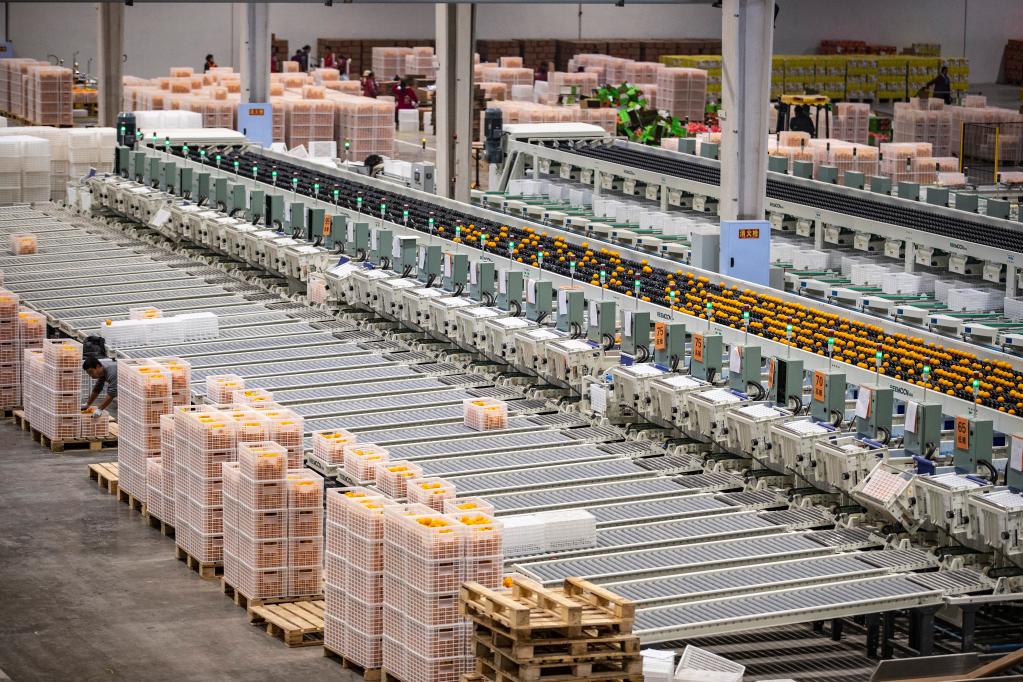 重慶奉節：臍橙進(jìn)入收獲季 轉型升級促增收