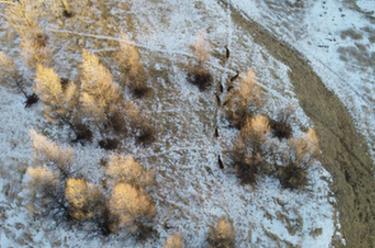 新春走基層丨守護灤河源的&ldquo;森林衛士&rdquo;