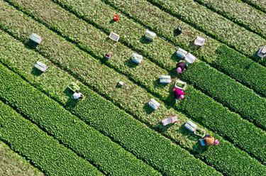 新華全媒+丨福州蔬菜產(chǎn)區春種春收忙