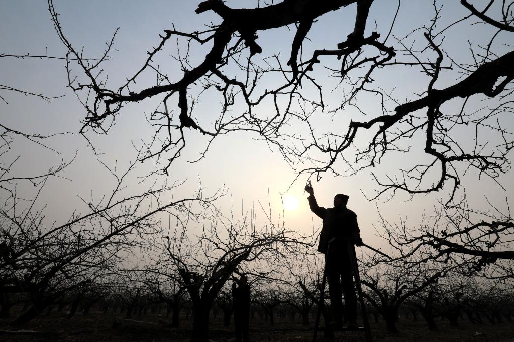 &ldquo;雪花梨之鄉&rdquo;春剪忙 廢棄樹(shù)枝也成寶