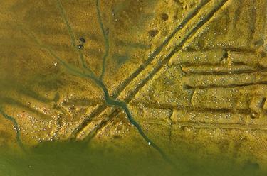 美麗中國丨山東青島：春潮涌動(dòng)鳥(niǎo)翩躚