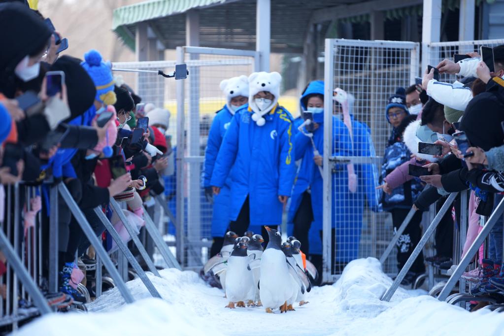 哈爾濱：企鵝&ldquo;巡游&rdquo;引客來(lái)