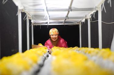 山東沂源：&ldquo;產(chǎn)業(yè)工人&rdquo;園區忙春