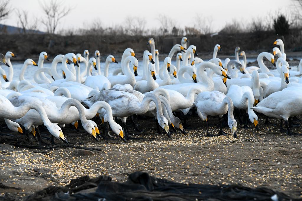 新華全媒+丨大天鵝加餐，為萬(wàn)里歸途儲備體能