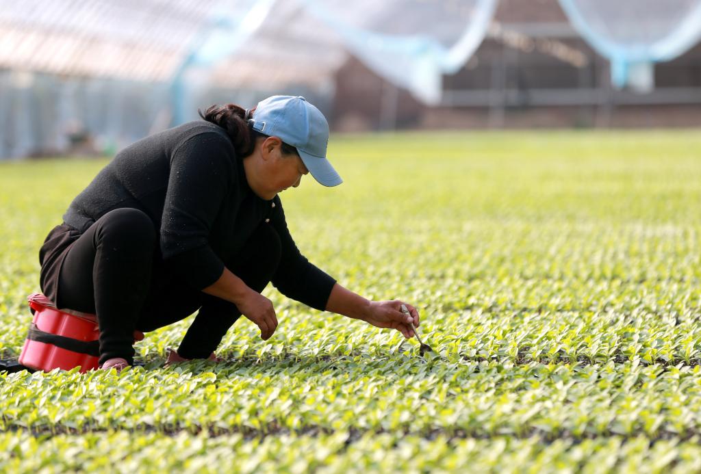 新華全媒+｜奏響&ldquo;致富曲&rdquo; 種出&ldquo;幸福果&rdquo;&mdash;&mdash;蘭考特色產(chǎn)業(yè)助力鄉村振興