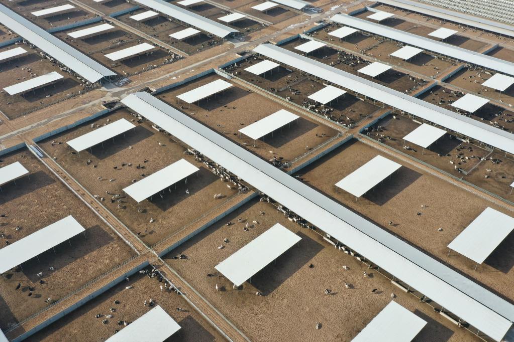 強信心&middot;開(kāi)新局｜企業(yè)聚 牧場(chǎng)增 產(chǎn)奶旺&mdash;&mdash;百億級河西走廊黃金奶源基地漸具雛形