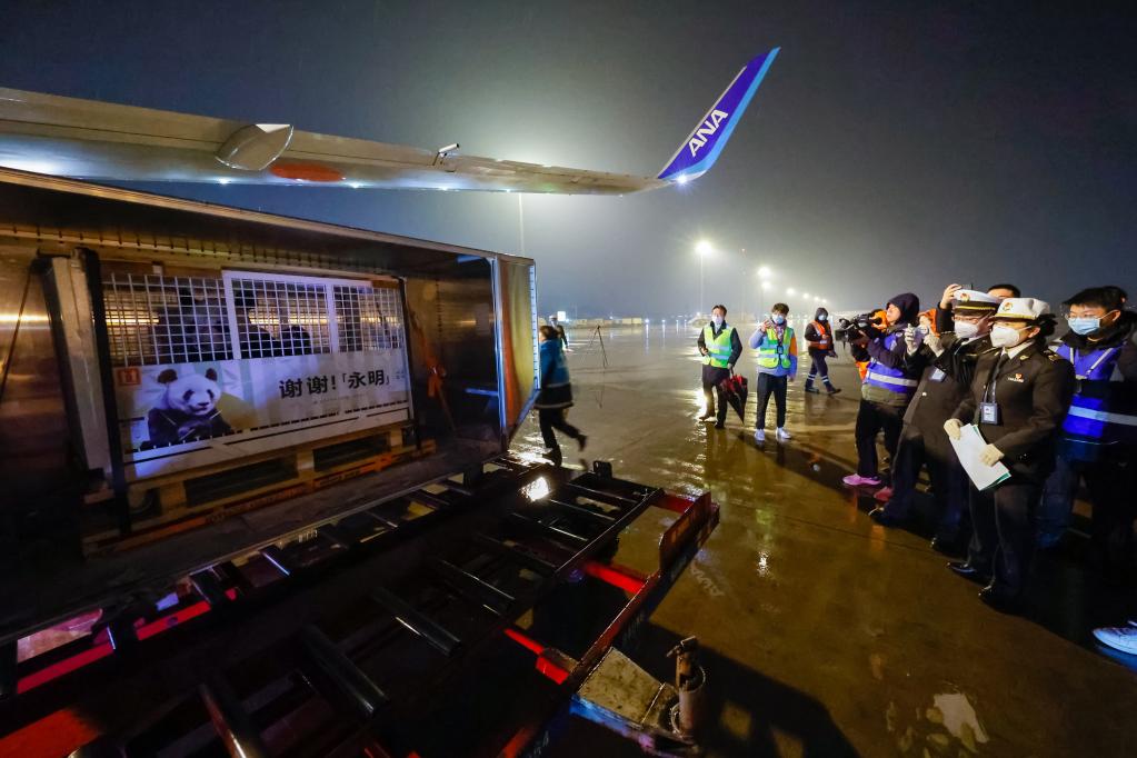 30歲高齡大熊貓&ldquo;永明&rdquo;攜雙胞胎女兒歸國