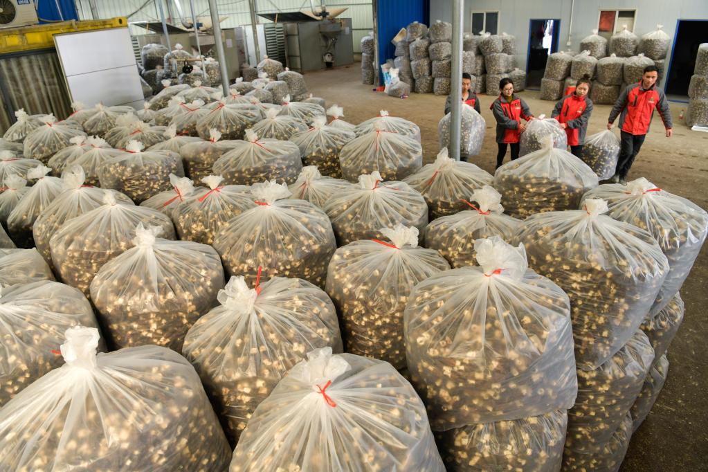 稻菌輪作助力貴州山區農民增收