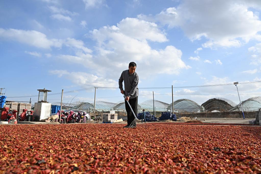 山楂產(chǎn)業(yè)助力鄉村振興