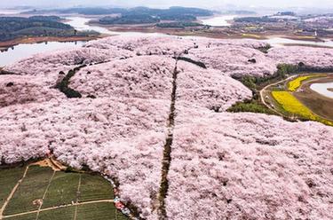 春日到貴州來(lái)看&ldquo;海&rdquo;