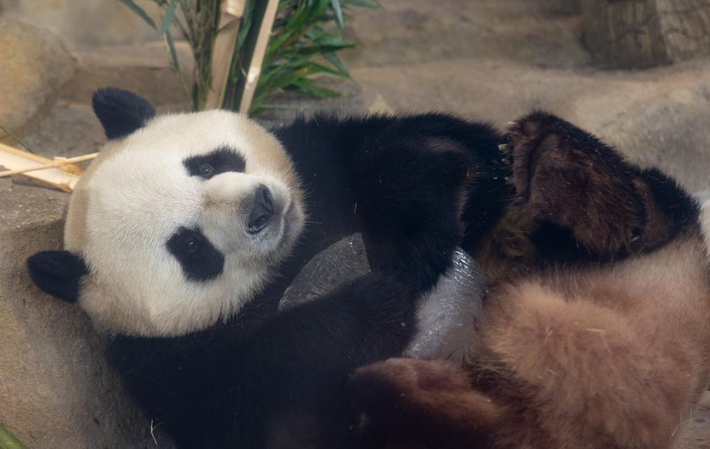 第31屆世界大學(xué)生運動(dòng)會(huì )吉祥物&ldquo;蓉寶&rdquo;原型&mdash;&mdash;大熊貓&ldquo;芝麻&rdquo;迎來(lái)6歲生日