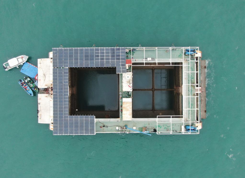 藍色糧倉 廣東推進(jìn)現代化海洋牧場(chǎng)建設