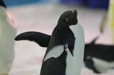 冰城&ldquo;新星&rdquo;到：黑龍江省首次引進(jìn)阿德利企鵝