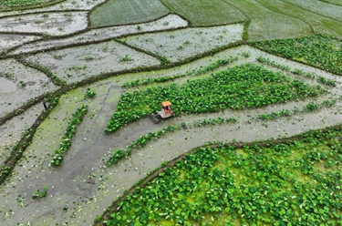 小滿(mǎn)將至農事忙