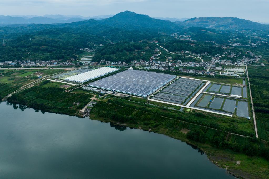 鱘魚(yú)&ldquo;上岸&rdquo;還清江碧水