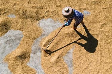 處暑&ldquo;曬秋&rdquo;忙