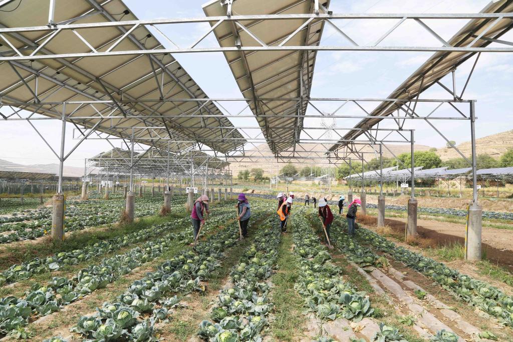 甘肅通渭：&ldquo;光伏+農業(yè)&rdquo;助力鄉村振興