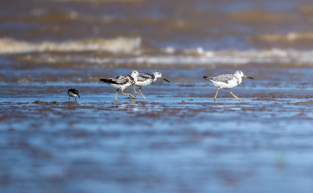 鹽城黃海濕地：珍禽異獸的樂(lè )園