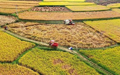 詩(shī)意中國丨獲稻畢工隨曬谷，直須晴到入倉時(shí)