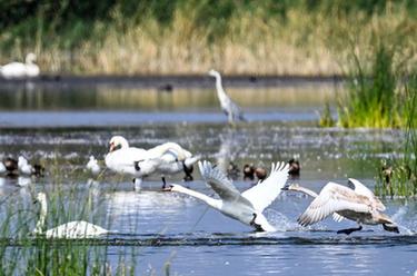 新時(shí)代中國調研行&middot;黃河篇丨疣鼻天鵝在烏梁素海帶娃