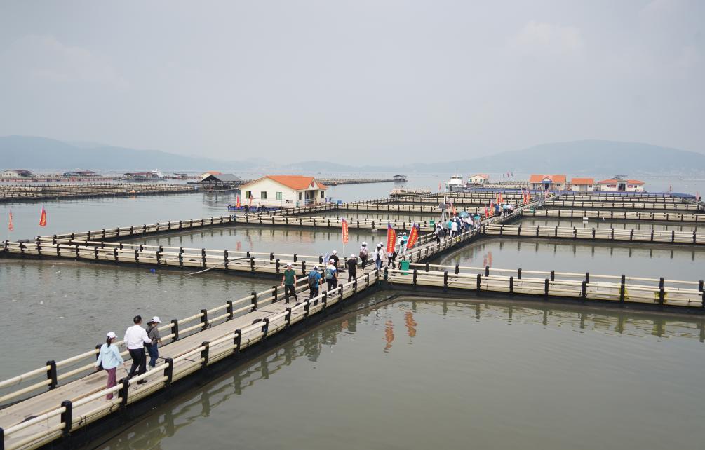 福建寧德：大黃魚(yú)產(chǎn)業(yè)助力鄉村振興